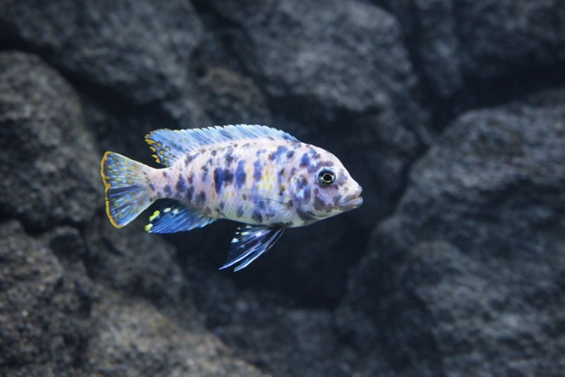 Maylandia zebra 'Chiteko'